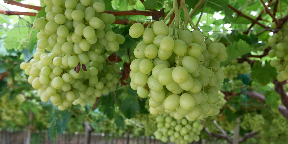 Unifrutti, «Il futuro dell'uva da tavola è seedless»